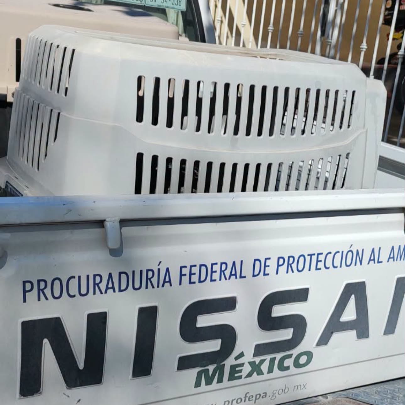 Profepa asegura a pecarí lesionado. Foto: Colectivo Sierra de Juárez.