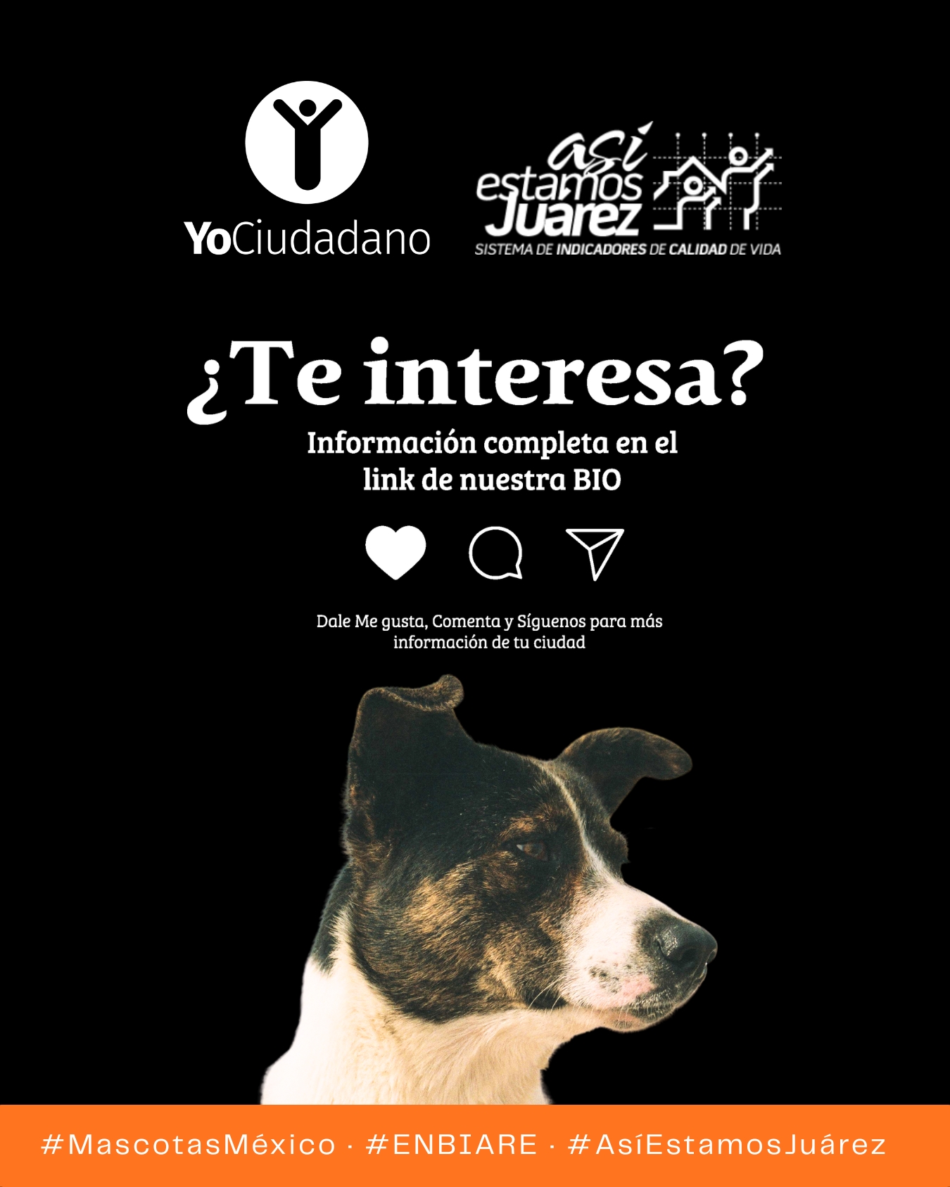 80 millones de mascotas en México (4 de 4)