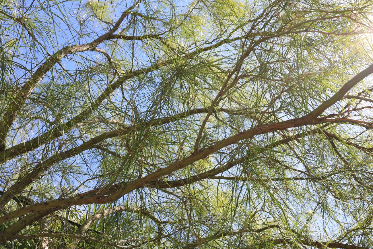 Cuáles son las plantas más adecuadas para Ciudad Juárez? Aquí te decimos -  YoCiudadano