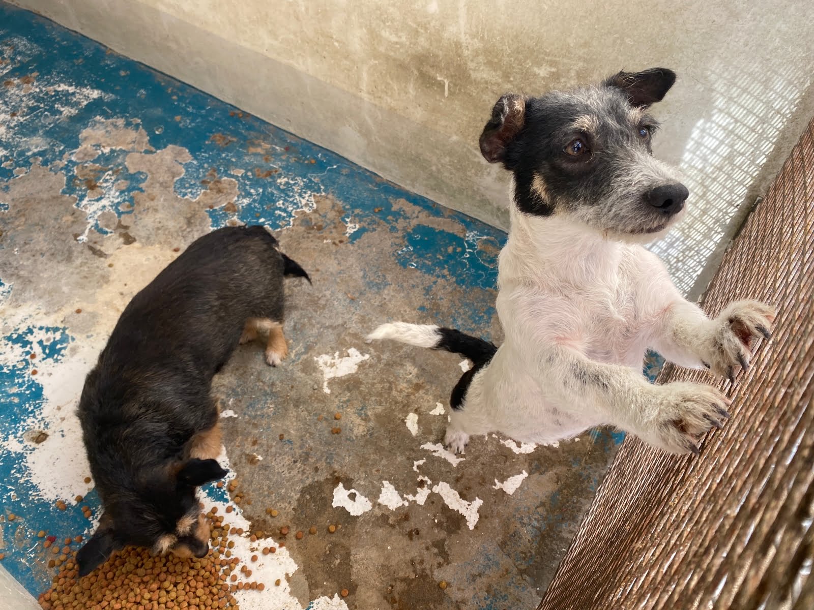 RAMM ofrece servicios veterinarios a bajos costos