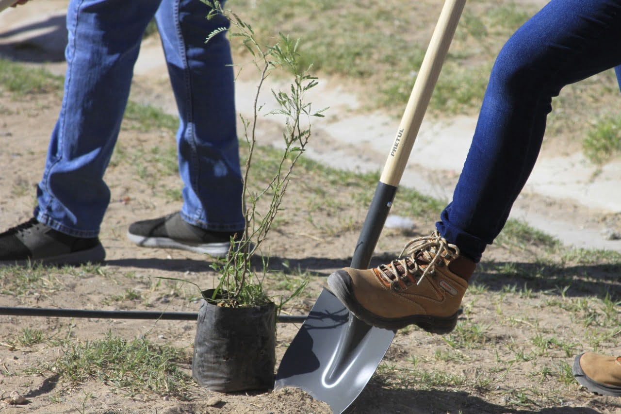 Estas son las especies recomendadas por Juárez Limpio para reforestar