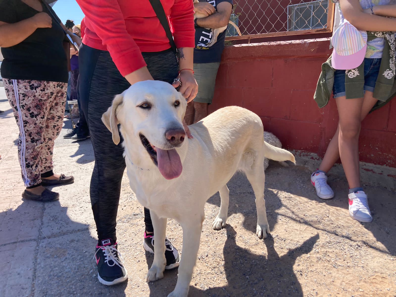 Llevarán jornada de esterilización de mascotas a Riberas del Bravo
