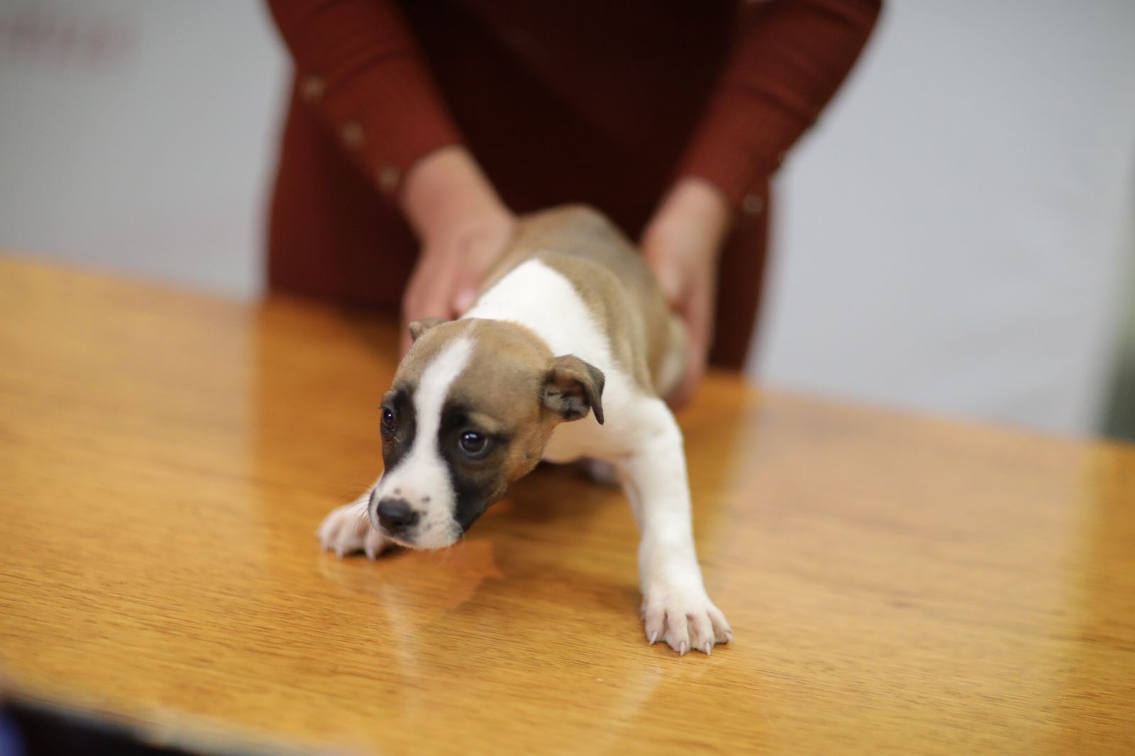 Invitan a primera jornada de adopción de mascotas este domingo