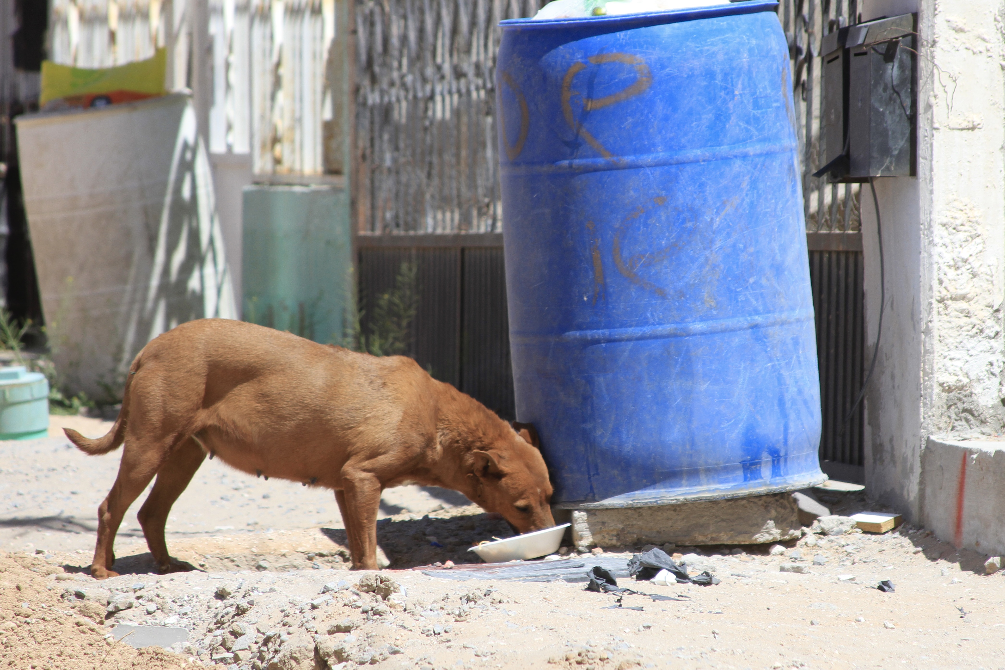 Sin políticas para el bienestar animal, Antirrábico mató a más de 25 mil perros en una década