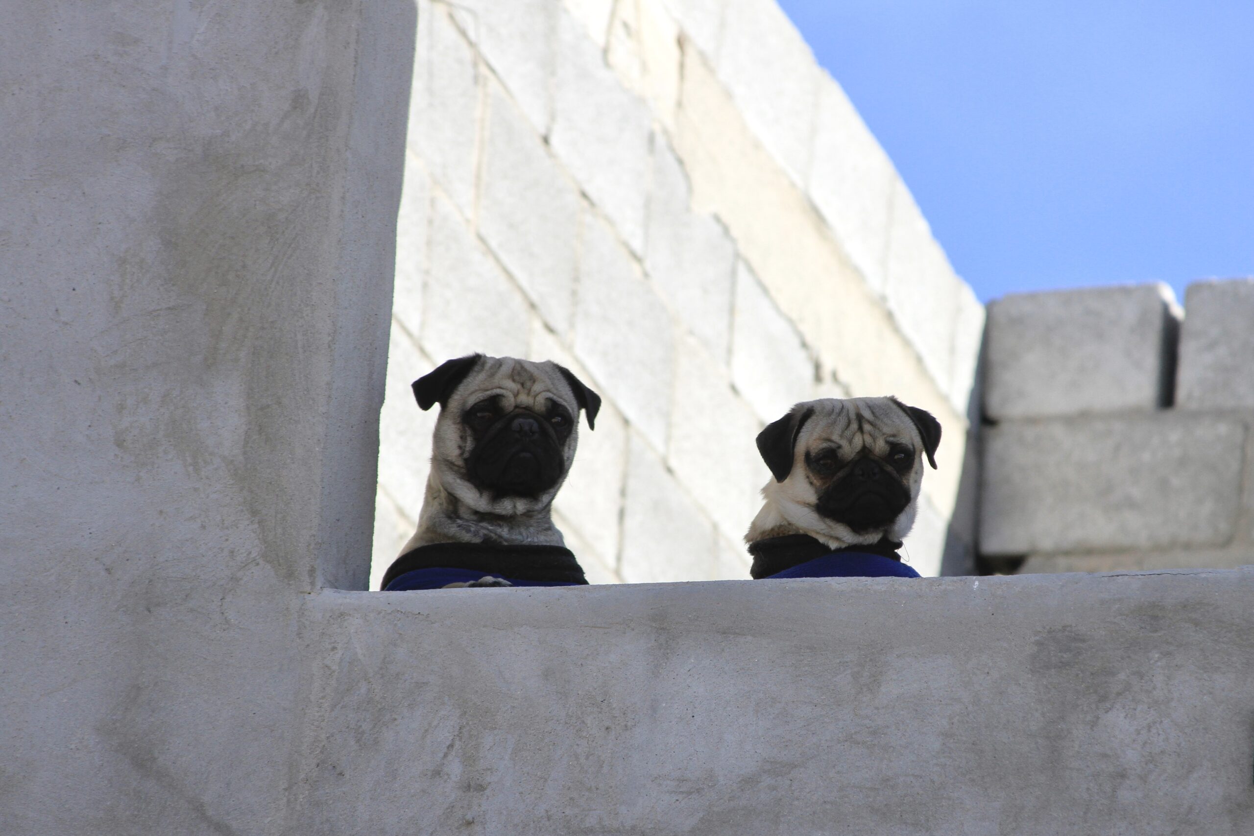 Arquitectura para el resguardo de animales