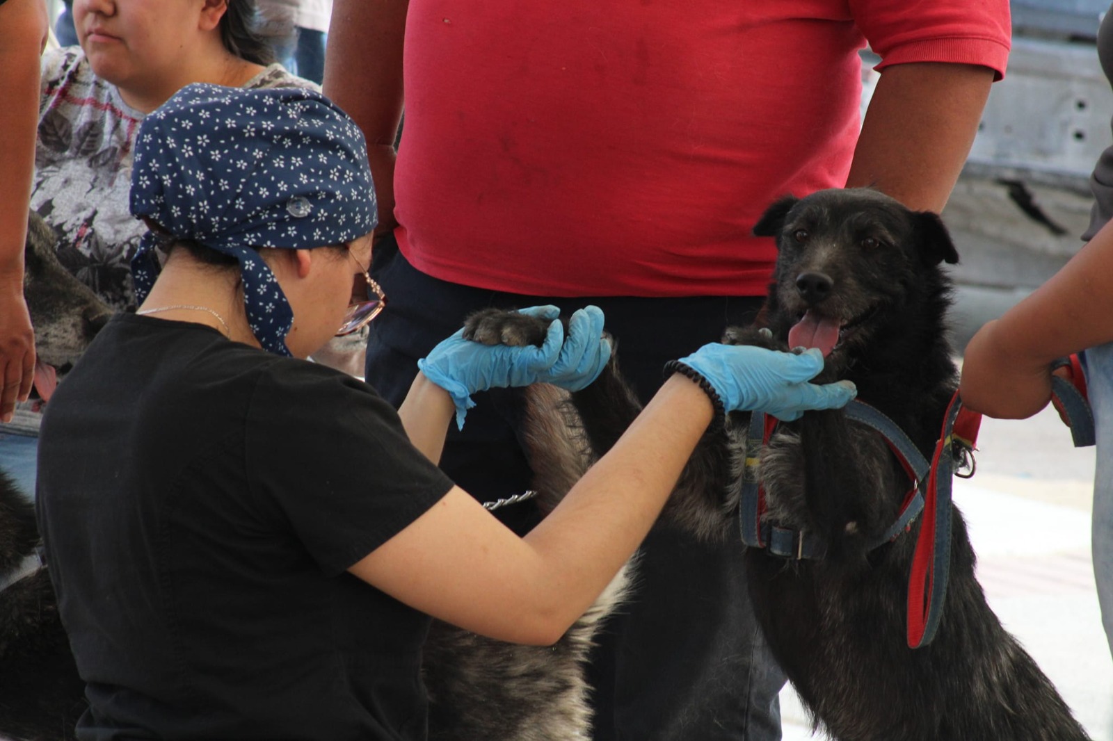 Llevarán esterilización masiva de mascotas al Centro Comunitario Kilómetro 20.