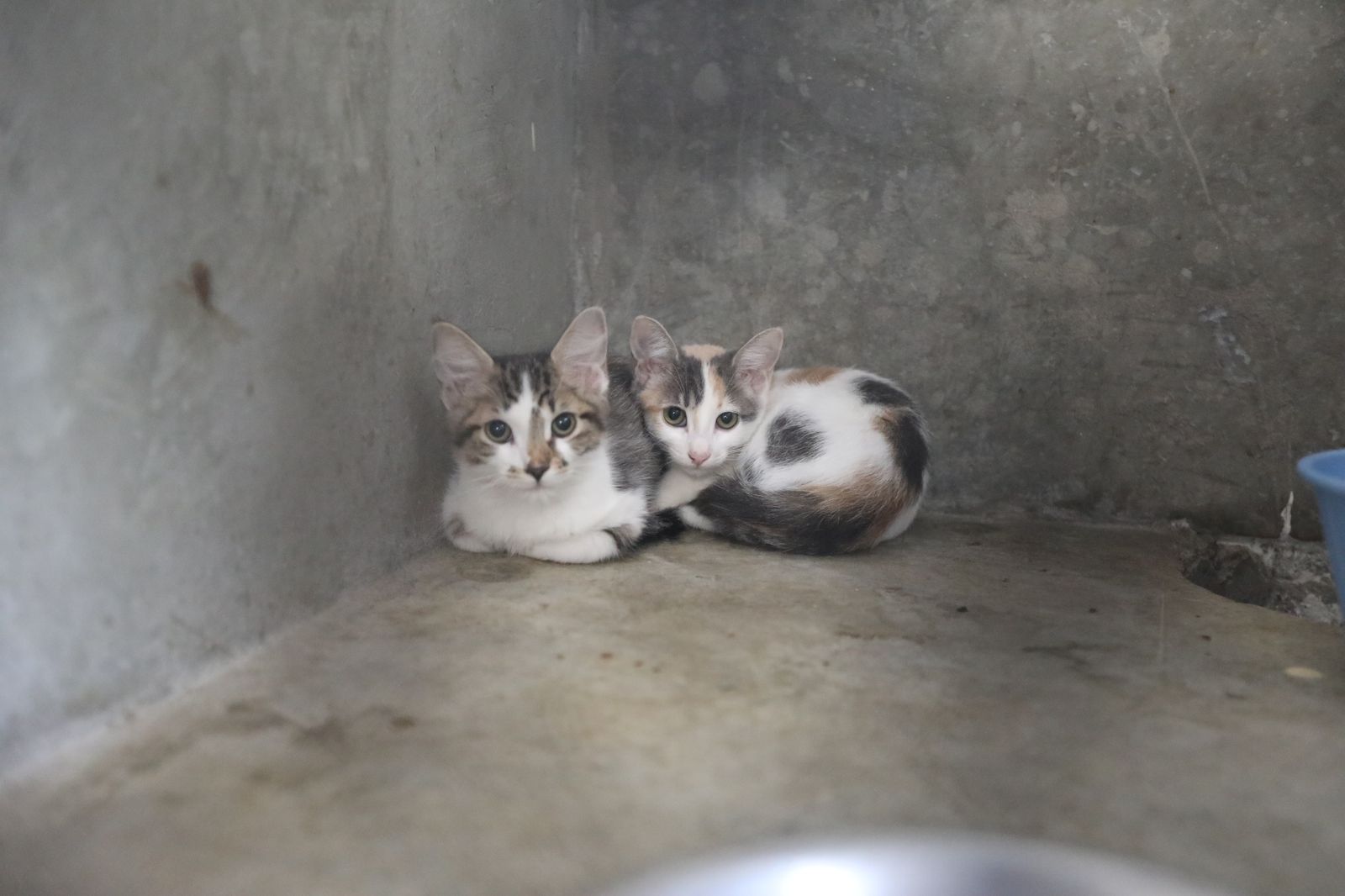 86 mascotas esperan en el RAMM para ser adoptadas