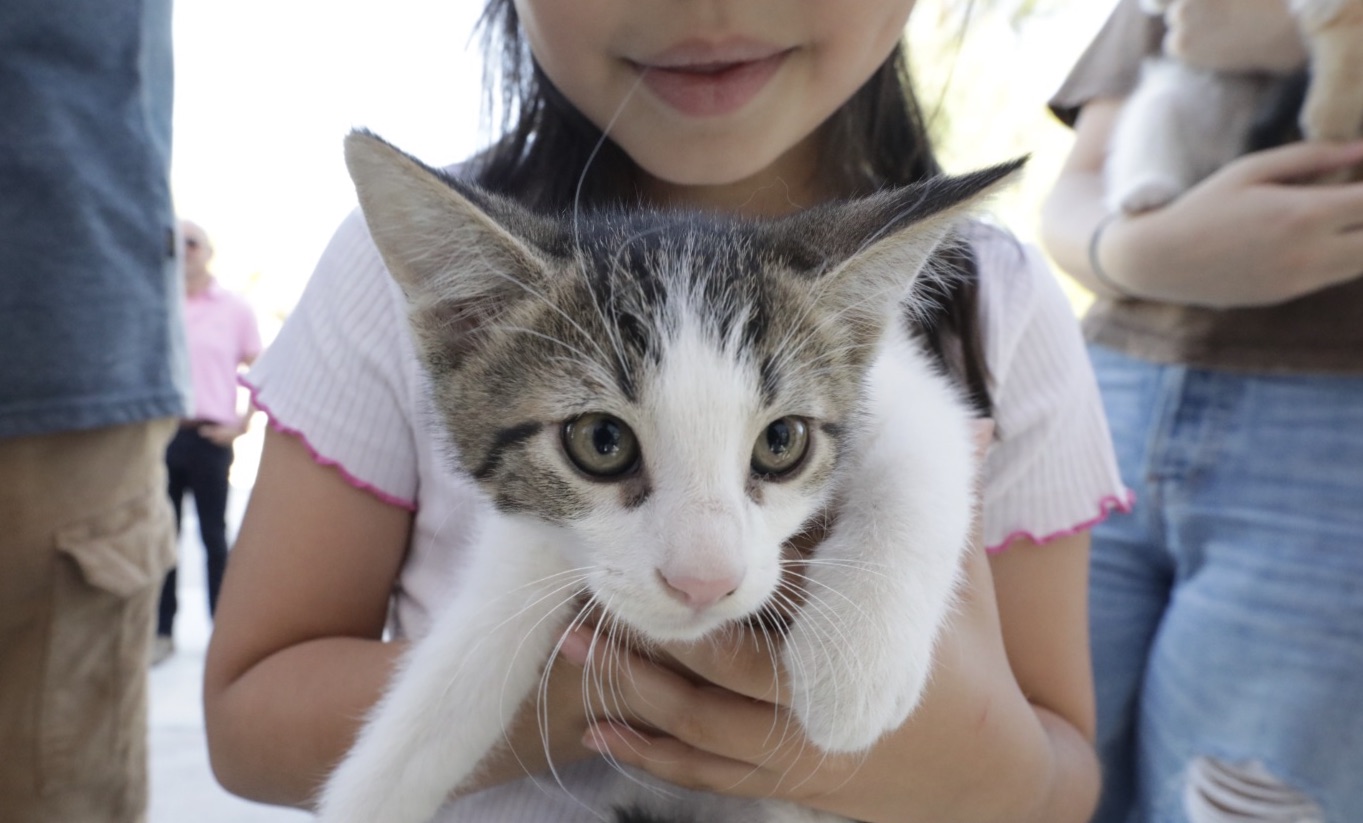 Esterilización gratuita para perros y gatos llegará al Centro Comunitario La Montada