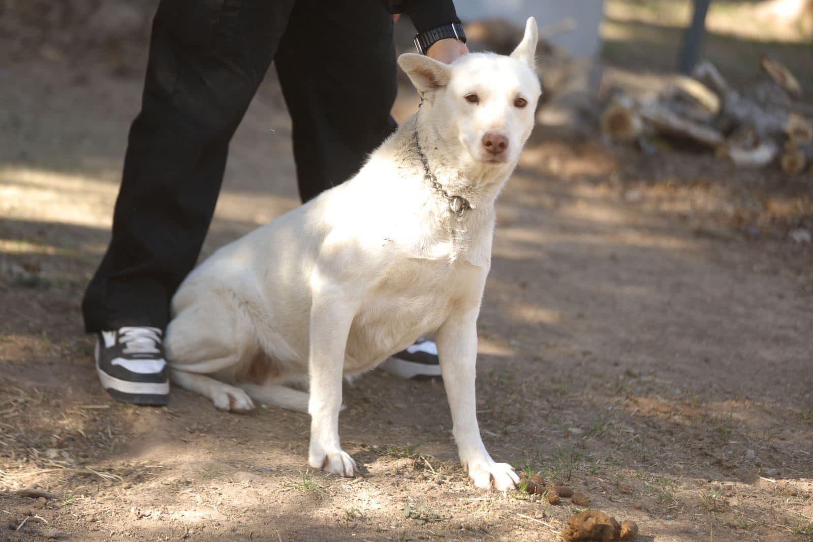 Dirección de Bienestar Animal invita a adoptar una mascota