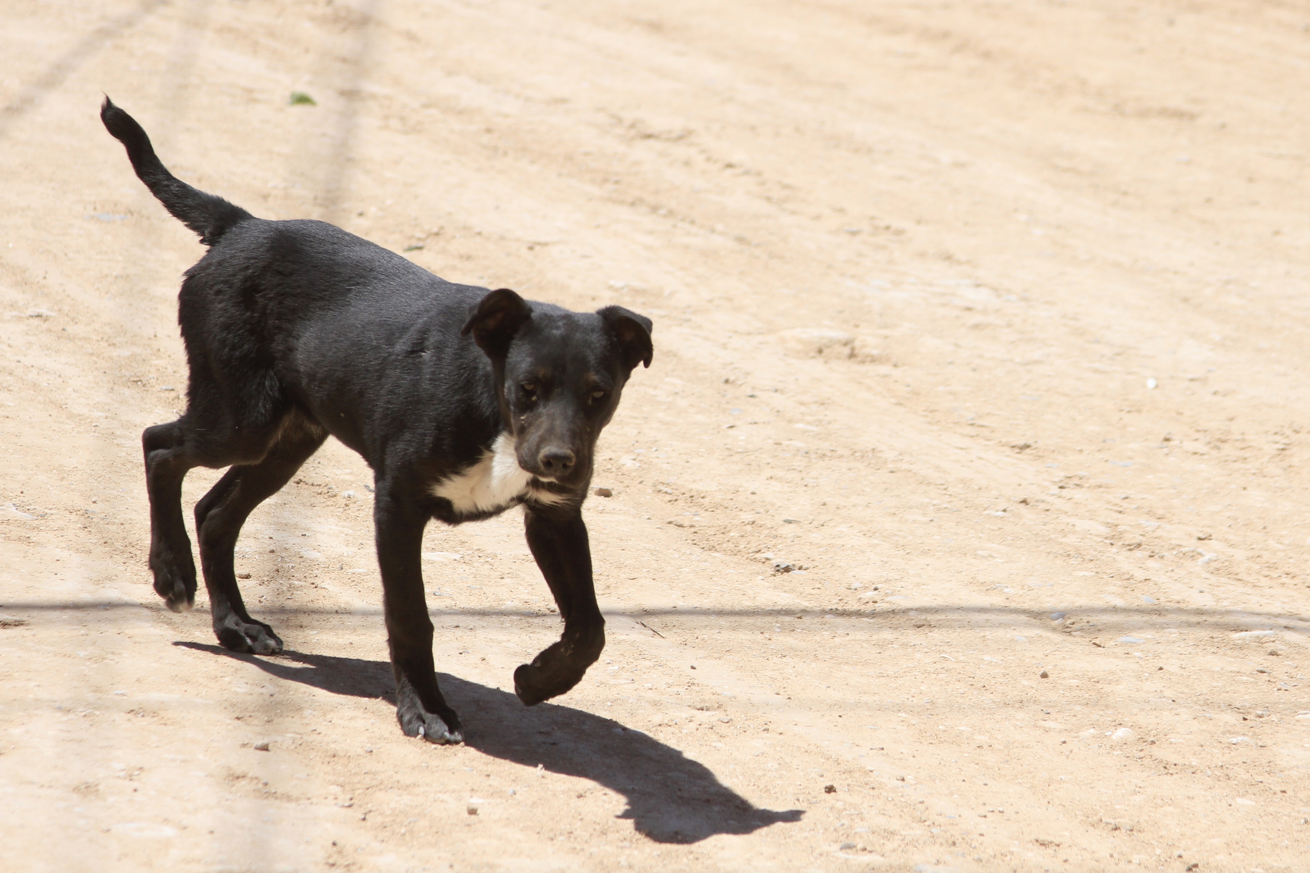 Habilitan número de WhatsApp para denunciar maltrato animal