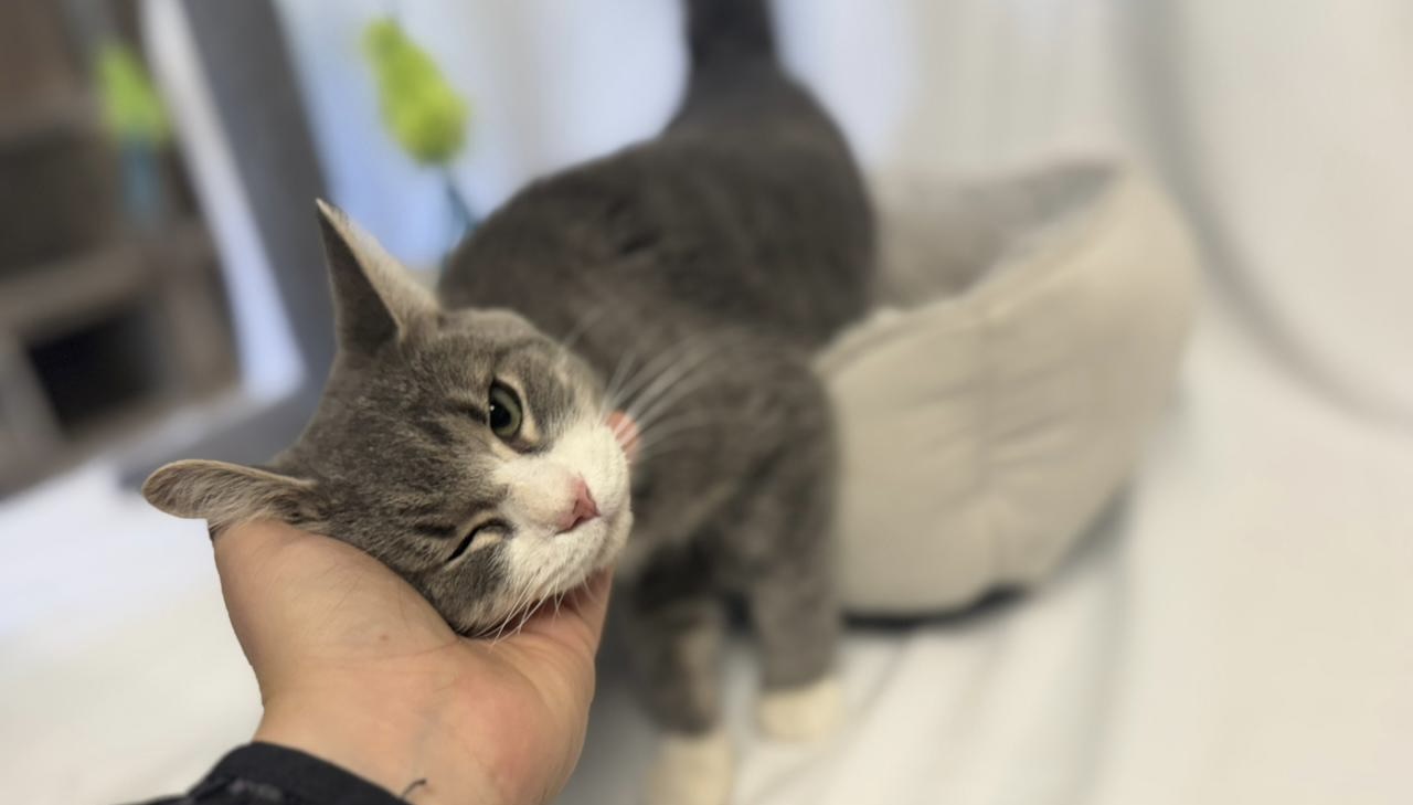 Invitan a dar un hogar a perros y gatos en adopción