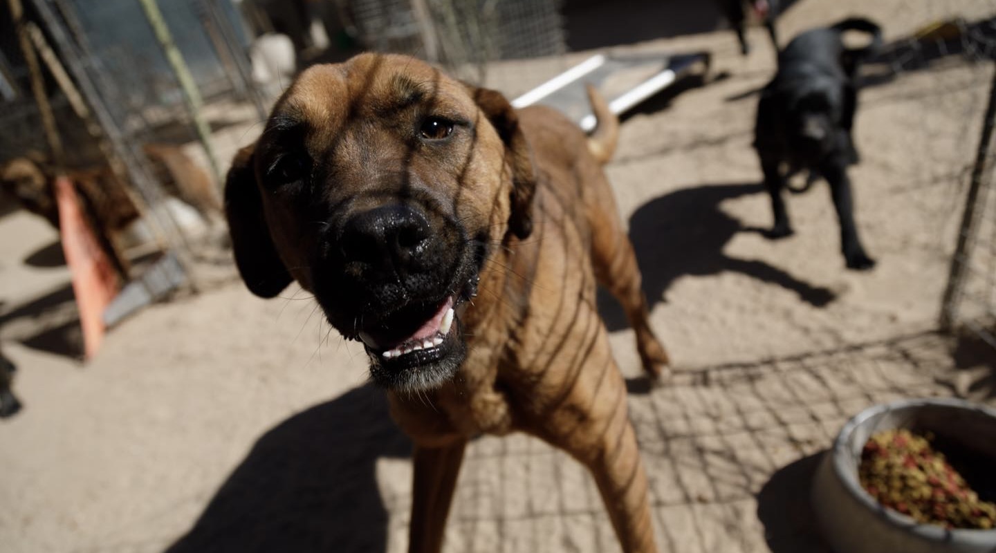Refugio para perros busca apoyo de la comunidad en el Presupuesto Participativo