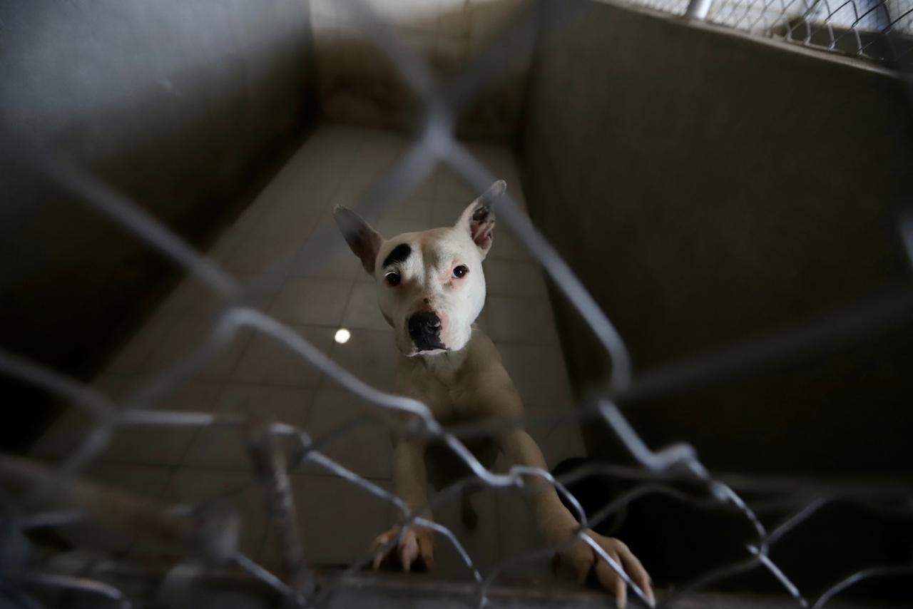 Centro de Bienestar Animal cerrará durante 3 meses por remodelación