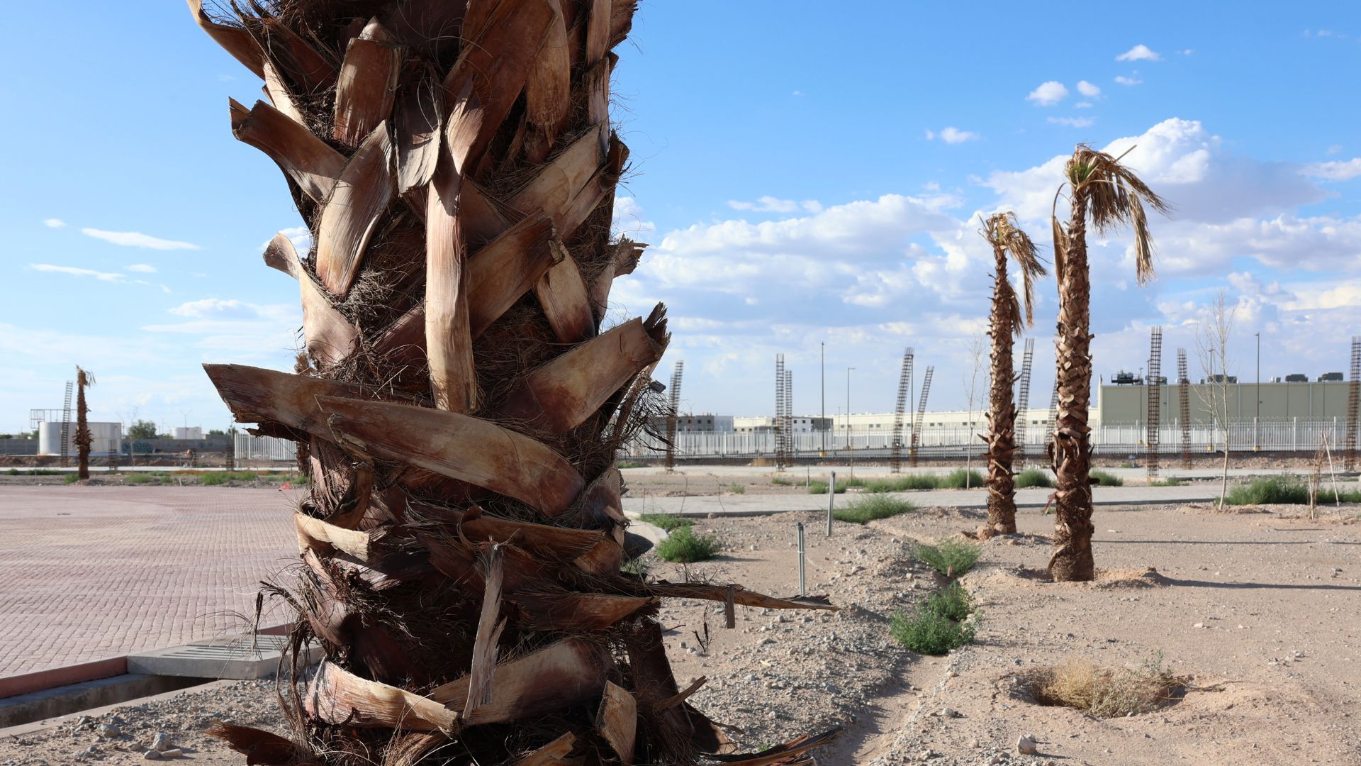Planearon reforestar Parque Urbano Suroriente con especies exóticas 