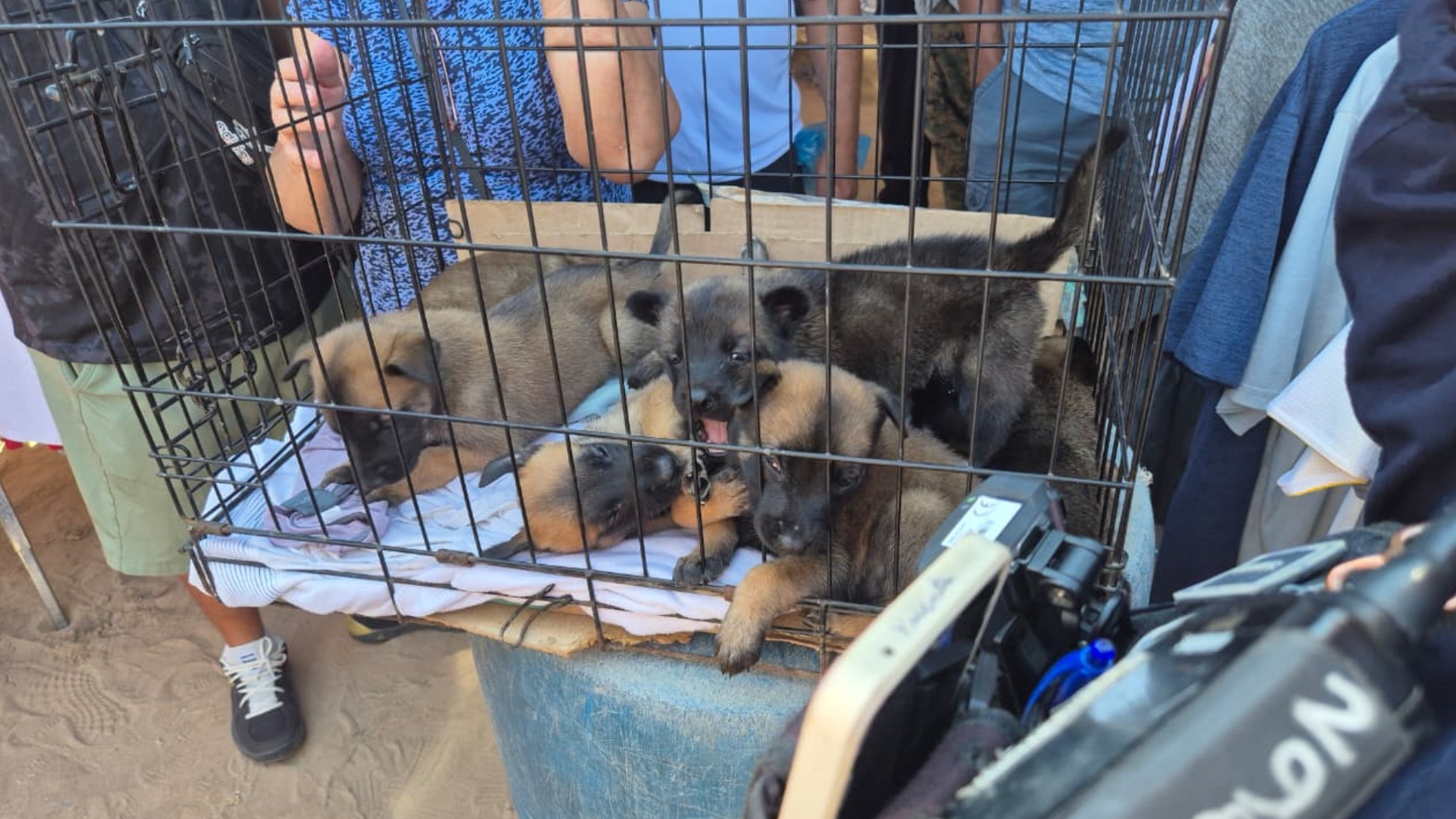 Decomisa DABA cachorros y otras especies comercializadas en las Segundas de San Pancho 