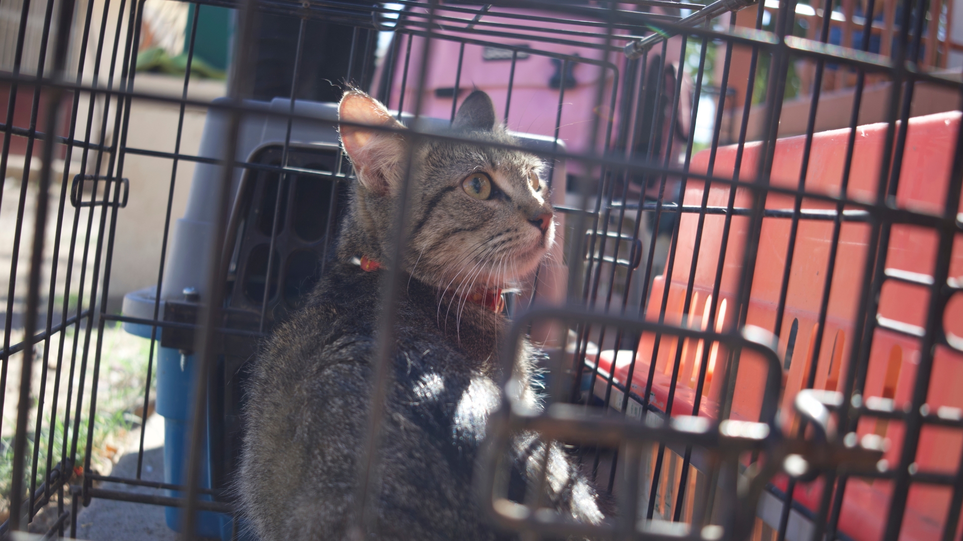 Suspenden adopciones de gatos durante octubre